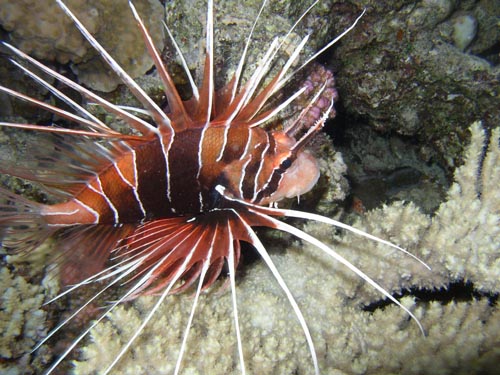 lionfish 2.jpg